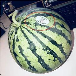 打假网红吃瓜是真的吗,打假网红,真相究竟如何? 第1张 打假网红吃瓜是真的吗,打假网红,真相究竟如何? 第1张